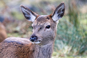 Inquisitive